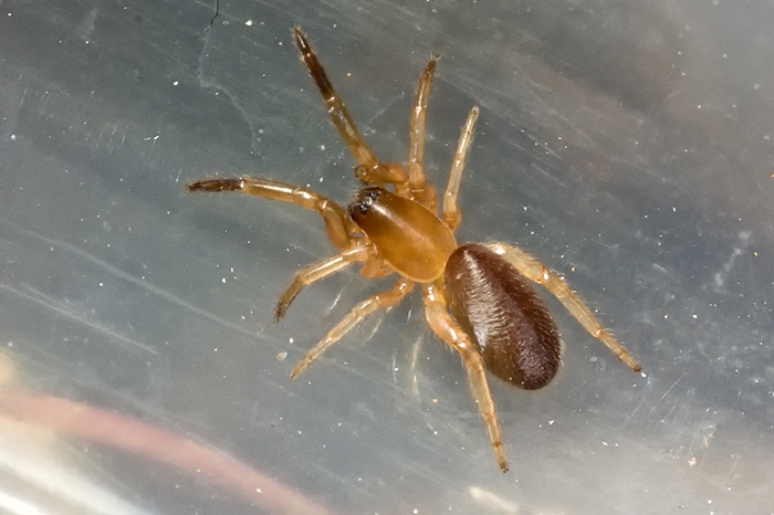 Un altro ragno da Malta: Ariadna insidiatrix (Segestriidae)